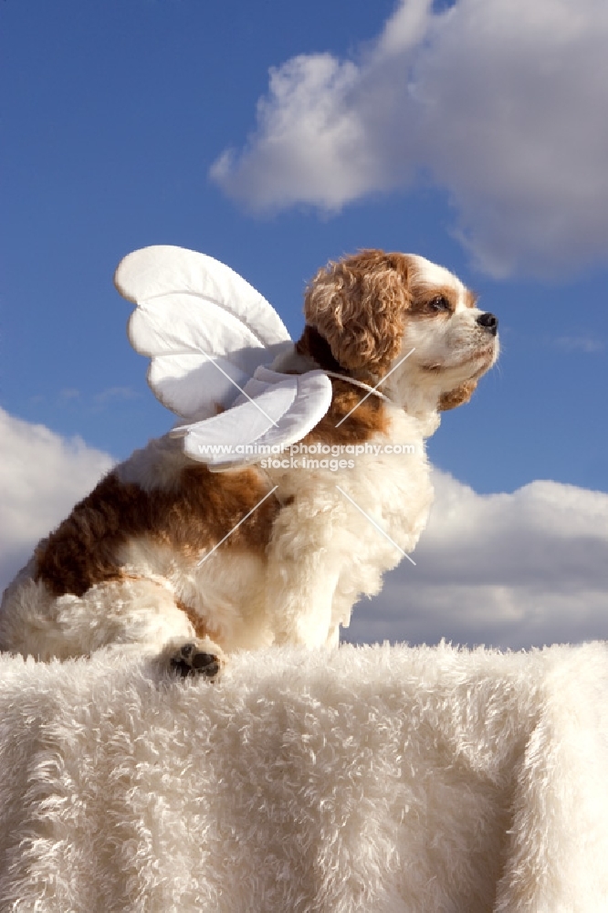 cavalier king charles spaniel with angel wings