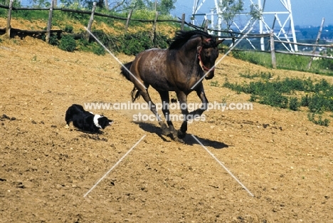 Border Collie driving horse