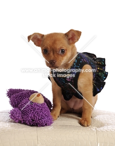 small dog puppy, chihuahua mix