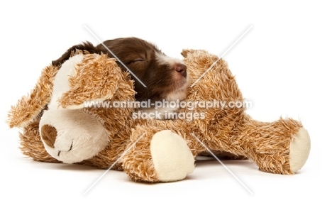 Bearded collie dog with toy isolated on a white background