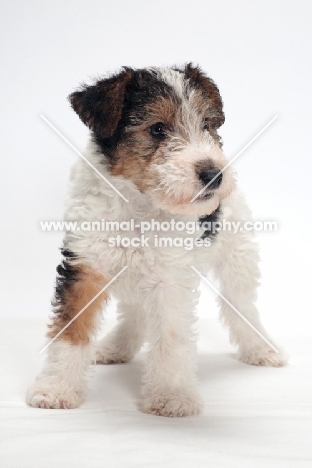 wirehaired Fox Terrier puppy on white background, looking away