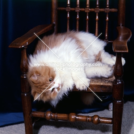ch pathfinders goldstrike, bi-coloured (red and white) long hair cat