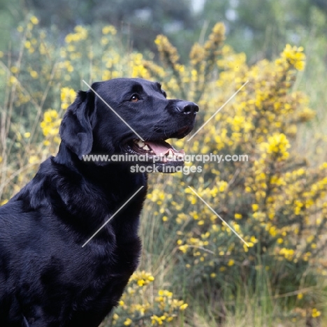 happy black labrador head study