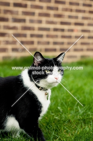 Household cat in garden