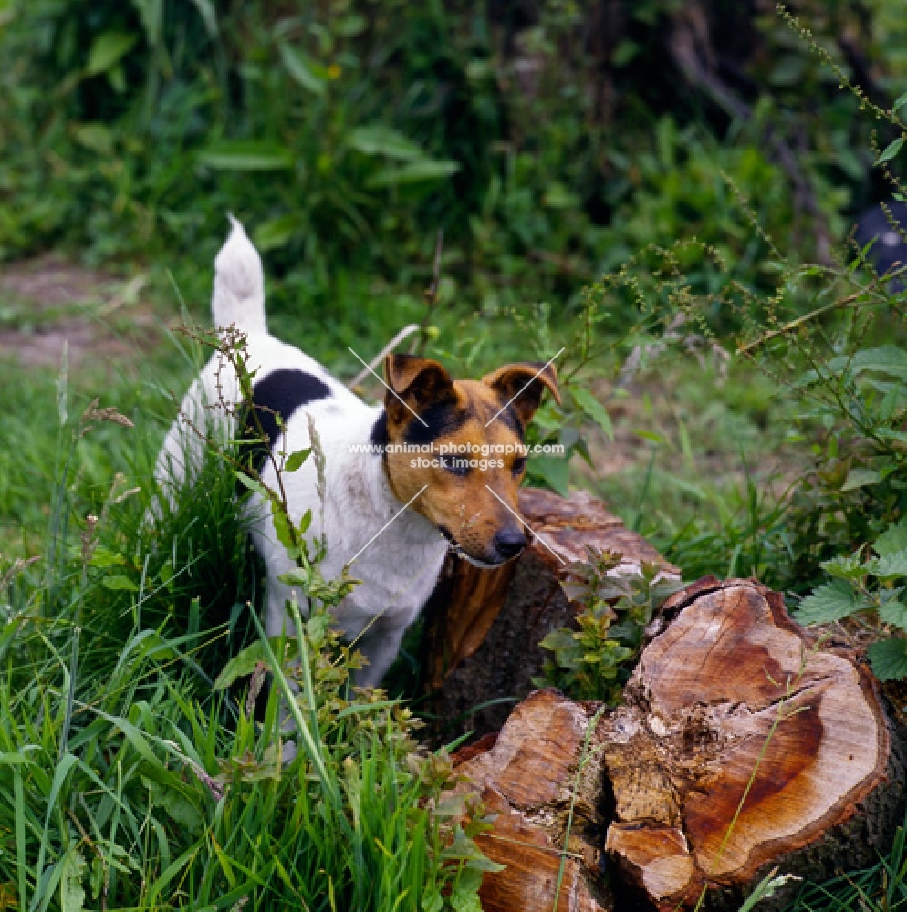 parson russell terrier standing against a tree stump