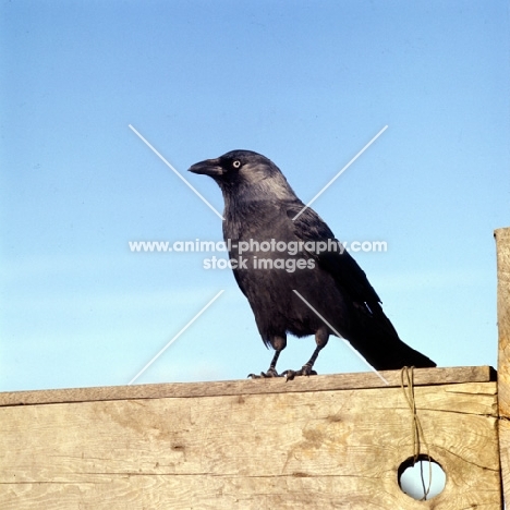 jackdaw perched on a gate