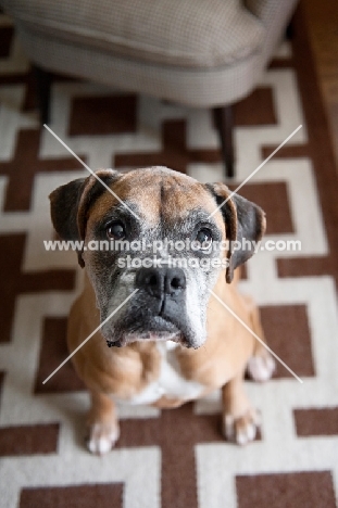 old boxer looking up