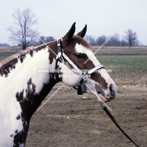 hot line to heaven, paint horse stallion