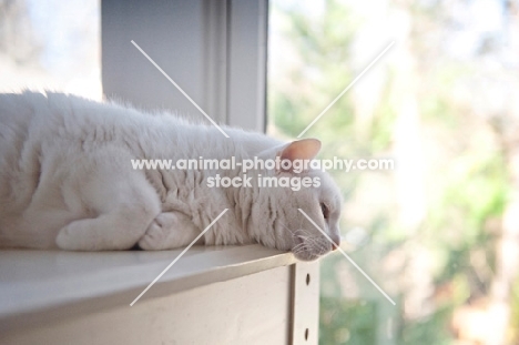white cat resting head on desk, looking out window