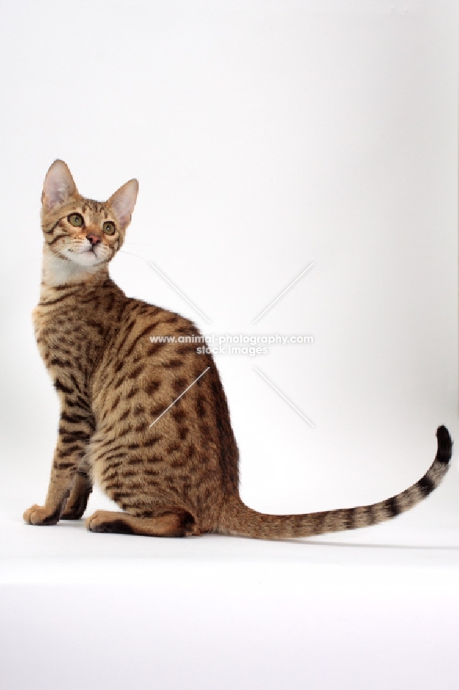 male Savannah cat on white background, looking up 
