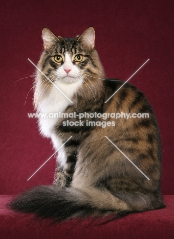 Norwegian Forest Cat sitting on red background