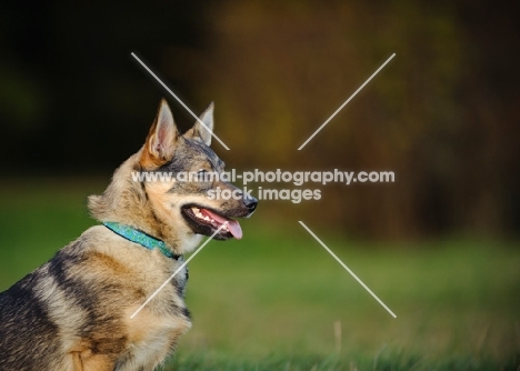 Swedish Vallhund profile