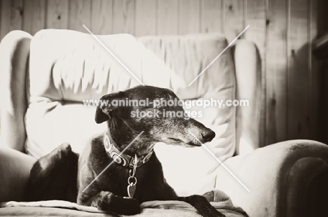 Lurcher on chair