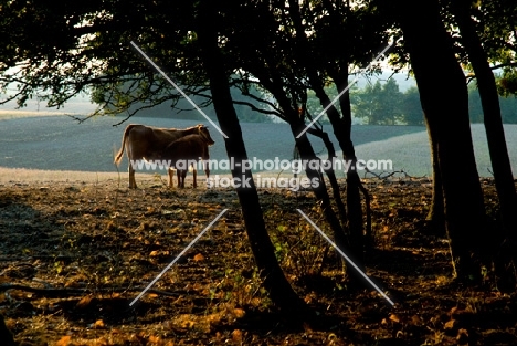 blonde d'aquitaine calf and cow at sunset