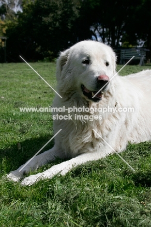 Maremma Sheepdog