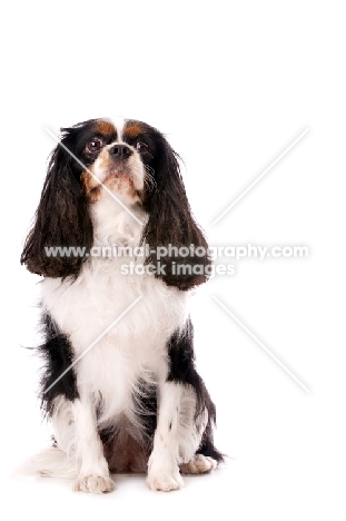 black, brown and white King Charles Spaniel isolated on a white background