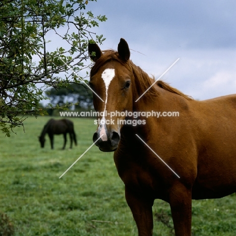 donau flamme, trakehner mare at gestüt rantzau