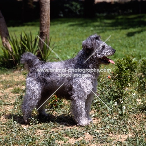 napos diobel, show pumi standing