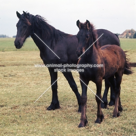Friesian mare and foal standing