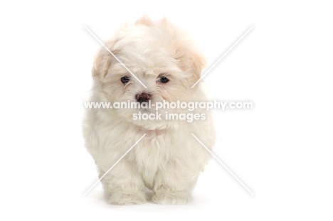 Maltese puppy front view on white background