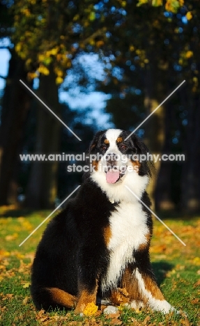 Bernese Mountain Dog sitting down in autumn