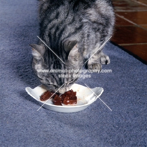 feral x cat, ben, eating from a dish