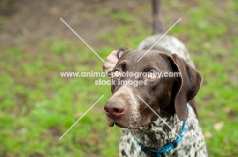 German Shorthaired Pointer (GSP)