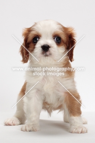 red and white Cavalier King Charles Spaniel, front view