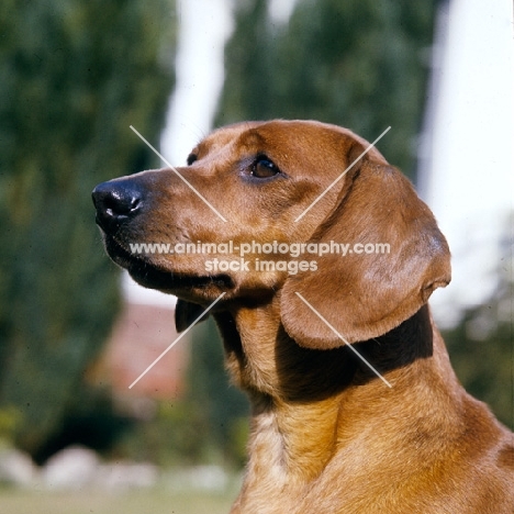 smooth haired dachshund  portrait