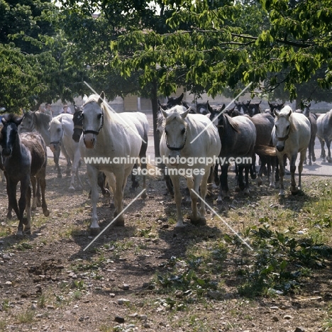 mares and foals leaving for pasture at lipica