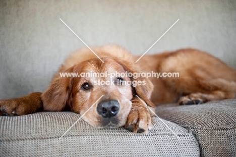 golden retriever lying on couch