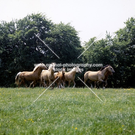 group of palomino and dun horses with chestnut foal in lush grass