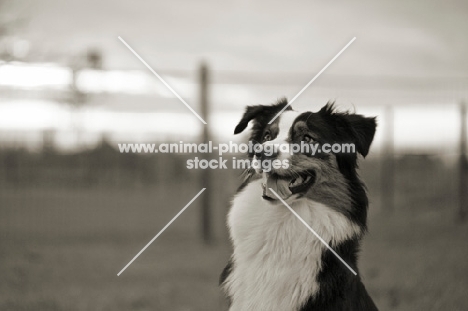 black tri colour australian shepherd smiling, funny expression