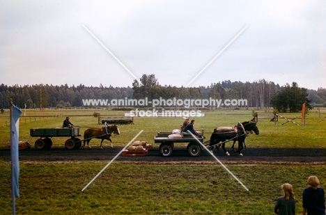 russian heavy draught (breed to be confirmed) horses pulling carts in russia