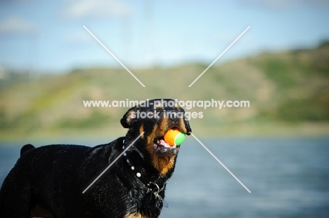 Rottweiler with tennis ball