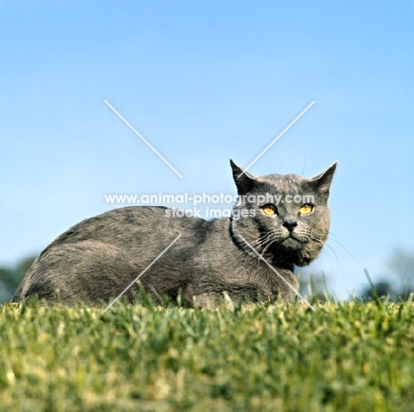 int ch pussy prince, chartreux cat lying on grass