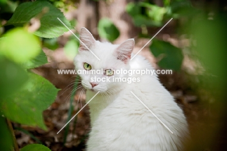 white cat looking over shoulder
