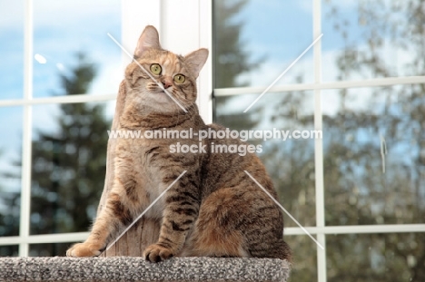 tabby Manx cat in cat tree