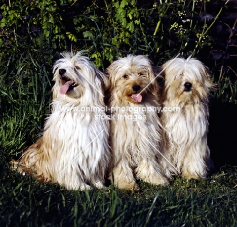 three tibetan terriers
