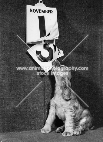 Cocker Spaniel puppy pulling away dates of a calendar