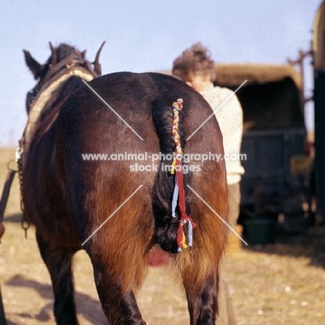 shire horse's plaited tail