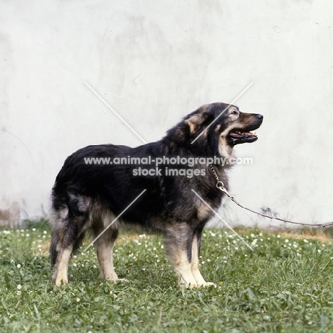 istrian sheepdog, kraski owcar, zar
