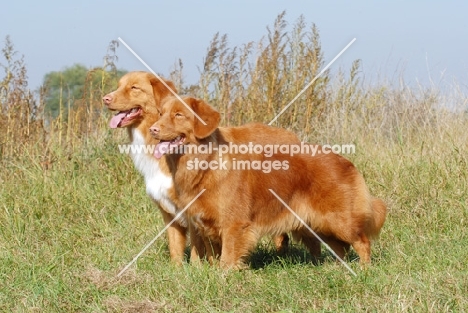 nova scotia duck tolling retriever