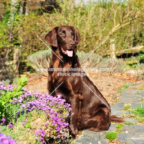 shiny Flat Coated Retriever