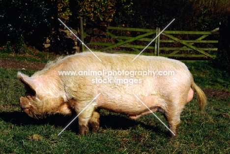 middle white boar standing in a field at heal farm, 