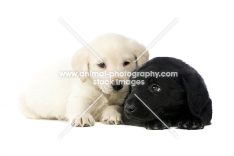Golden and Black Labrador Puppies lying isolated on a white background