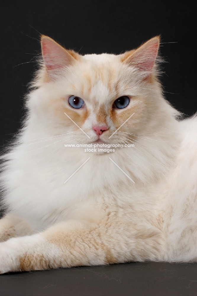 Red Point & White Ragamuffin on grey background, looking at camera
