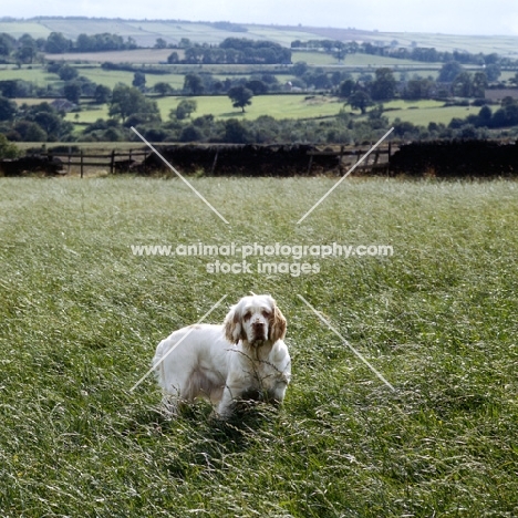 clumber spaniel with hills in the background
