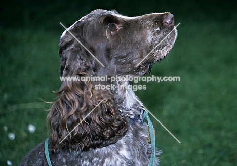 english cocker spaniel portrait