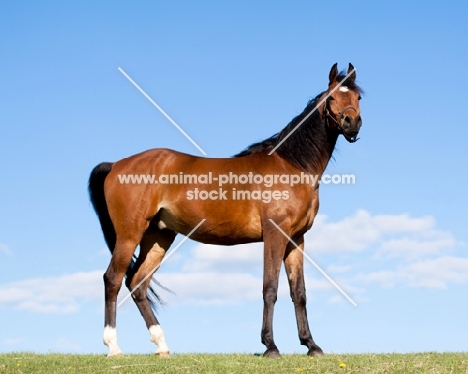 Arabian standing on hilltop